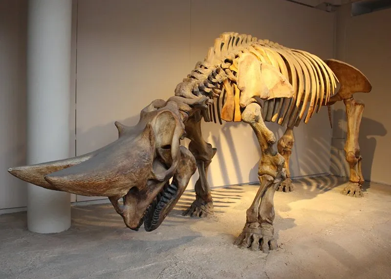 Triceratops Skeleton